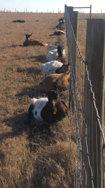 goatshabbat_orig